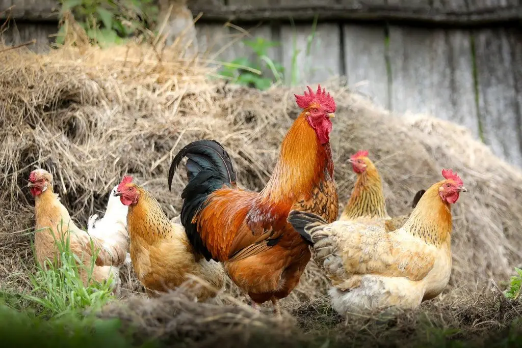 cock, farm, village